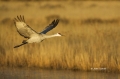 Sandhill-Crane;Crane;Grus-canadensis;One;one-animal;avifauna;bird;birds;feather;